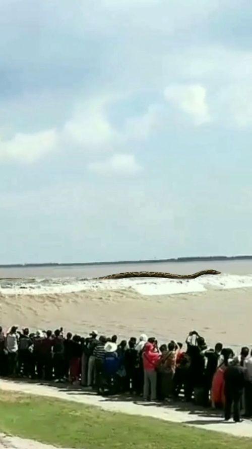 猛蛇过江最新爆料,独家揭秘幕后真相与惊人内幕